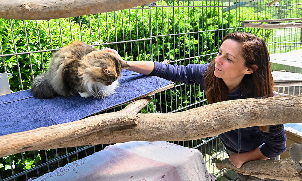 urlaub im katzenhaus tierpension nrw