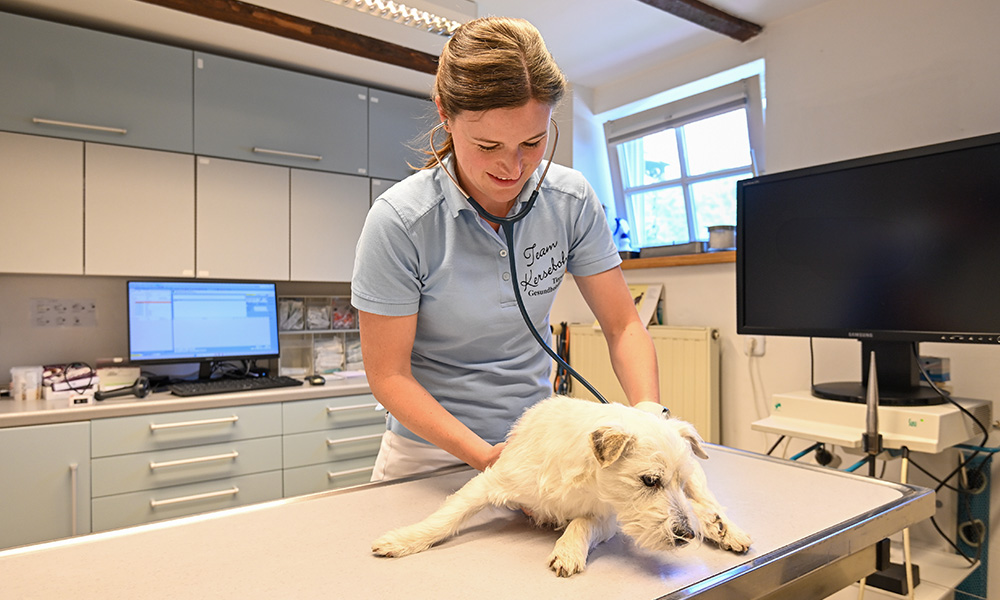 arrangements tierarzt tierpension kersebohm luenen dortmund