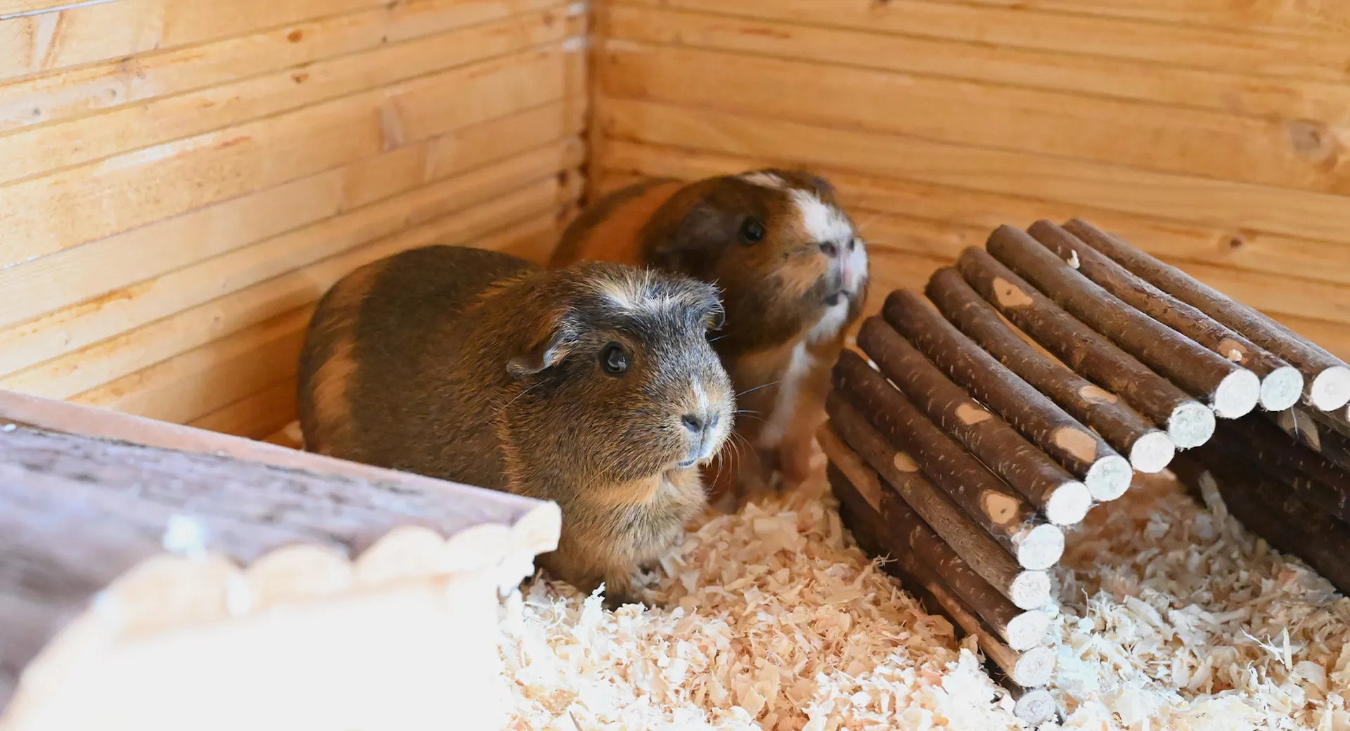 Meerschweinchen in einem Stall