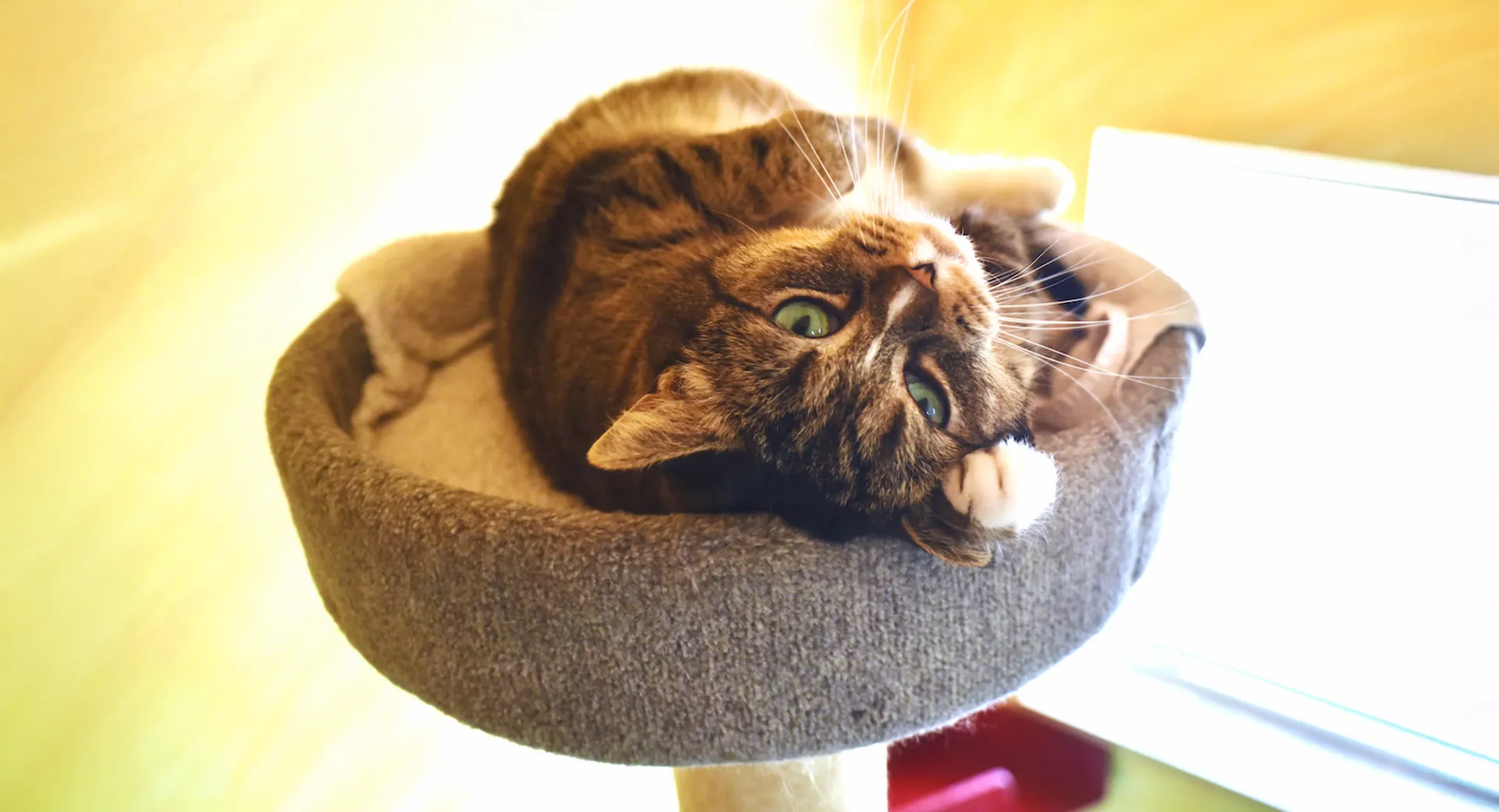 Eine Katze liegt auf einem Handtuch