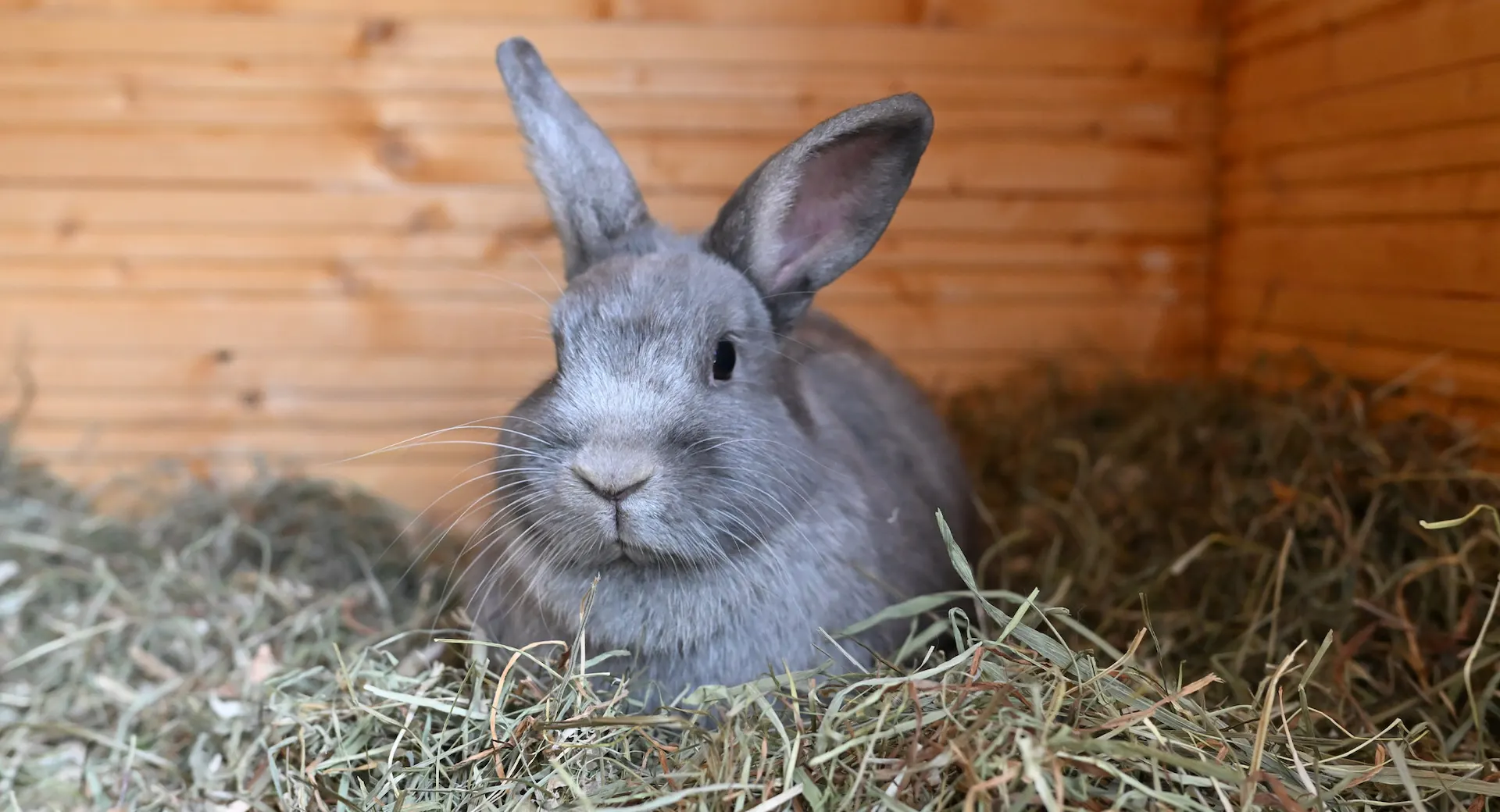 Zufriedenes Kaninchen im Stall